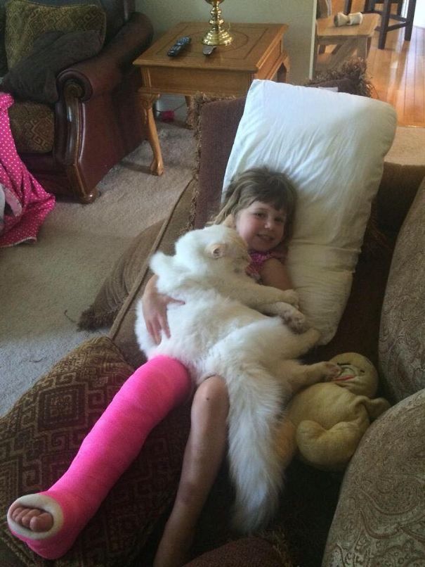 Ragdollcatspot 6 Mo Old Flame