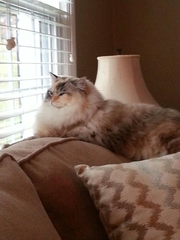 Tortie Ragdoll - Ragdollcapsot