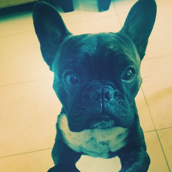 Boss The Frenchie Asking For Cuddles :p