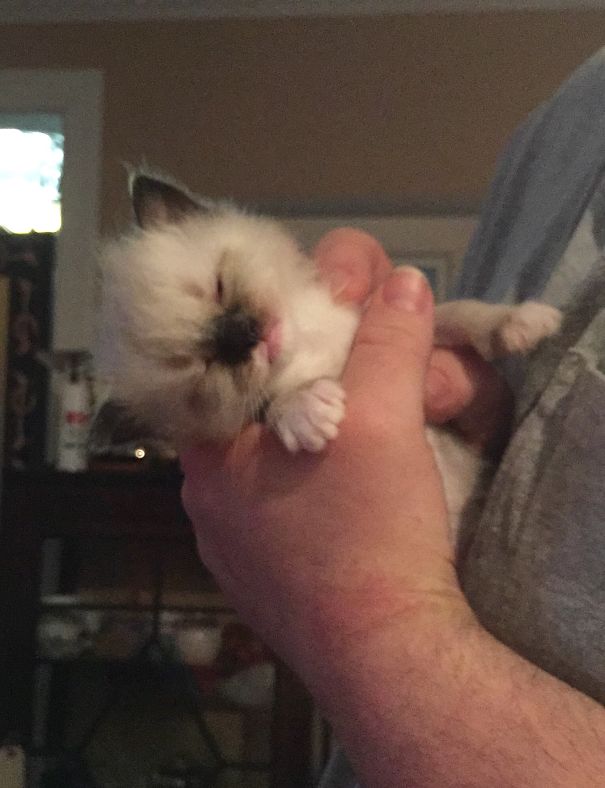 Itty Bitty Floppy Ragdoll Kitty