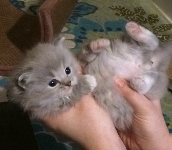 Itty Bitty Floppy Ragdollcatspot Blue Mink Kitty