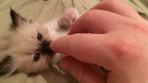 Itty ,bitty ,floppy ,ragdollcatspot Kitty