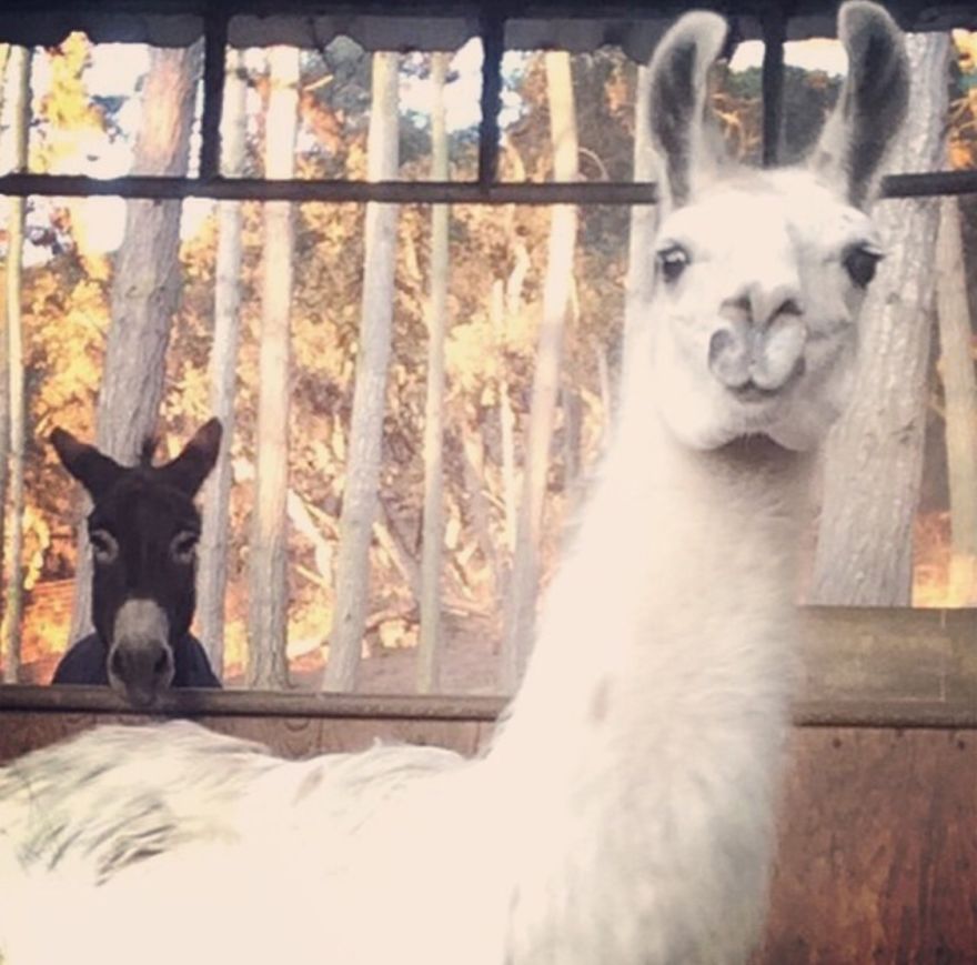 Someone Is A Kill Joy....