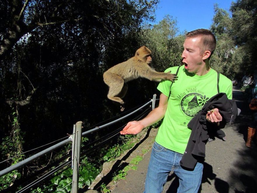 Monkey Photobomb