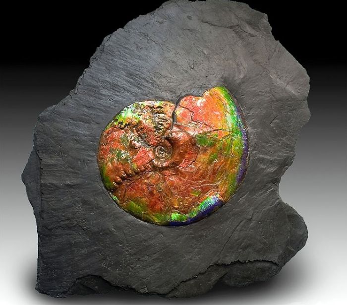 Colorful ammonite fossil embedded in dark rock, showcasing beautiful minerals and stones.