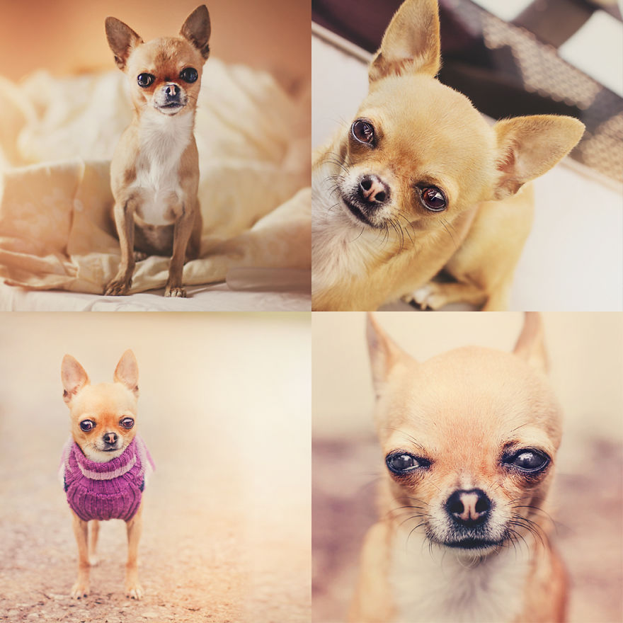 Meet Chloe, My Super Sweet Mini Chihuahua.