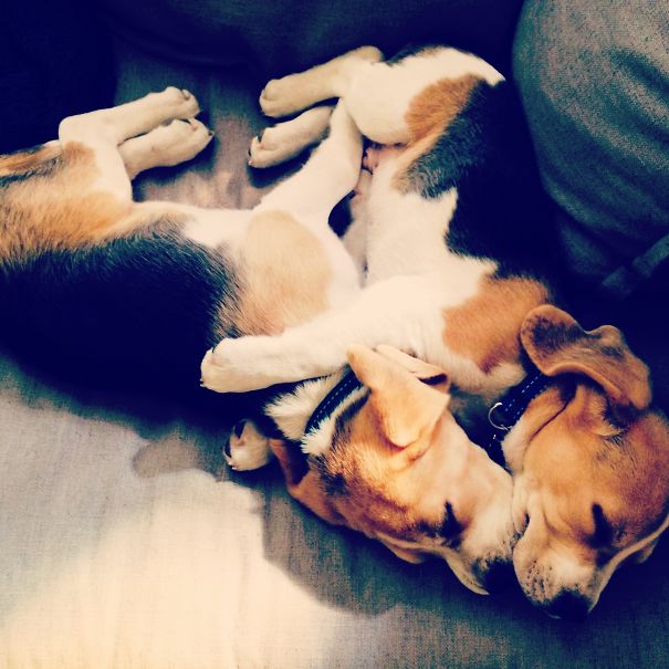 Beagle Buddies
