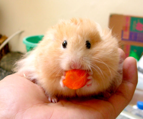 Me Fluffy And Hungry