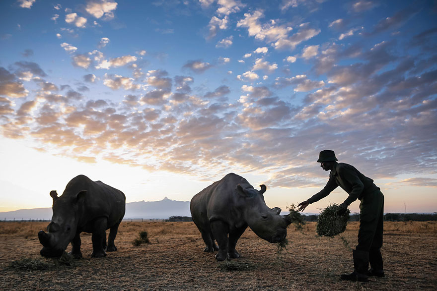 last-northern-white-rhinoceros-conservation-rangers-kenya-8 last-northern-white-rhinoceros-conservation-rangers-kenya-8