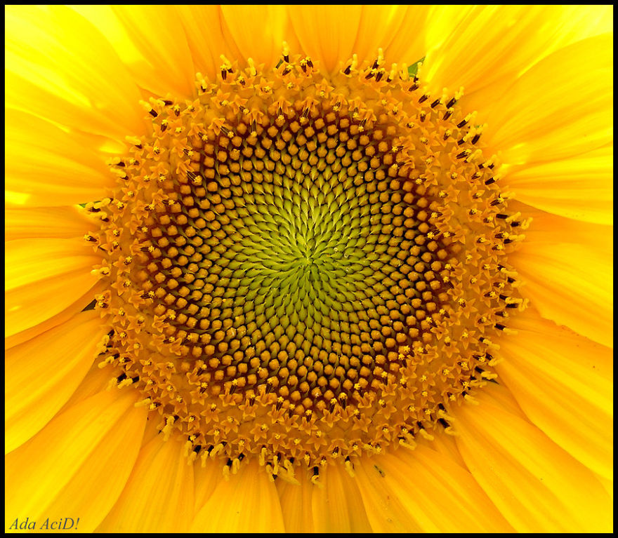 (another) Sunflover Mandala