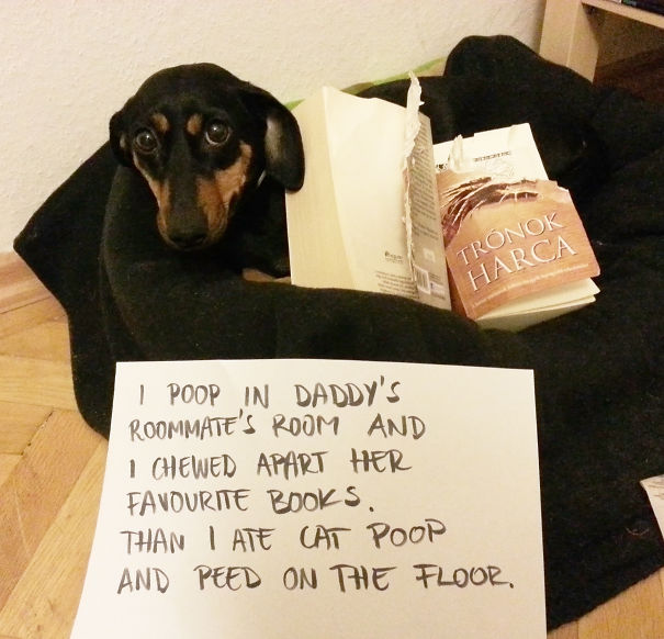 Black and tan dog being shamed on a sign for chewing books and other naughty behavior, captured in a cozy dog bed.