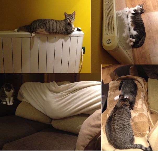 Mis Gatos Zipi Y Zape