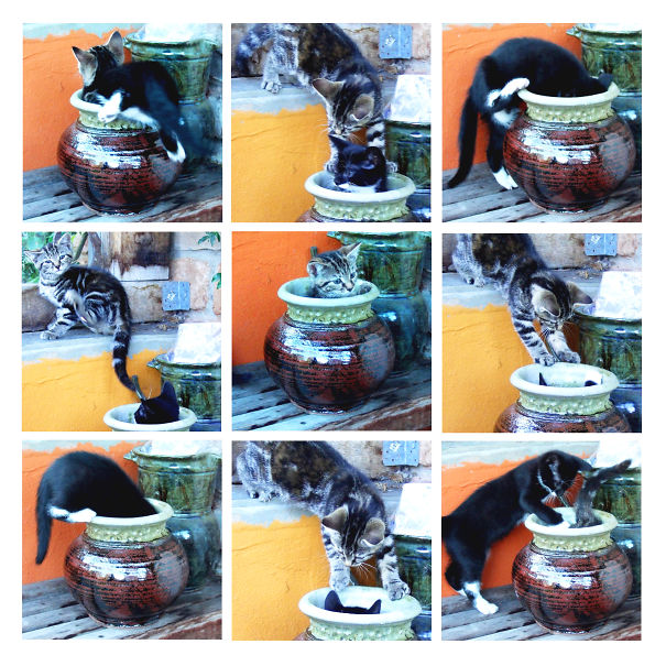 These Seedlings Just Won't Settle