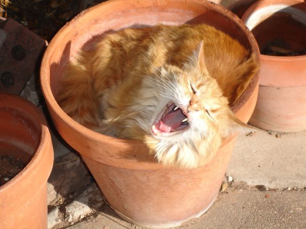 Look Ma, No Cavities