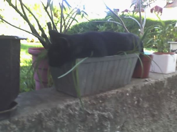 Blacky- Favorite Pot