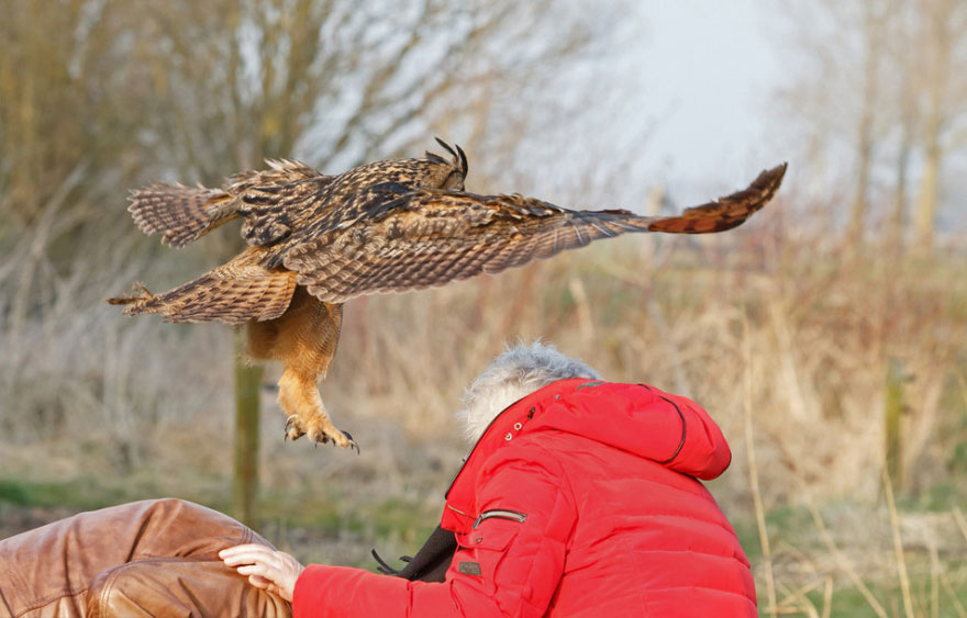 owl-lands-on-head-netherlands-noordeinde-3 owl-lands-on-head-netherlands-noordeinde-3