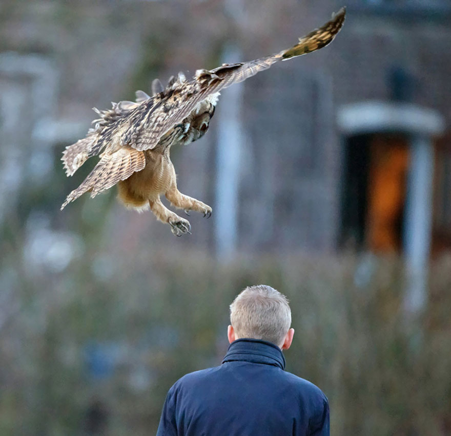 owl-lands-on-head-netherlands-noordeinde-4 owl-lands-on-head-netherlands-noordeinde-4
