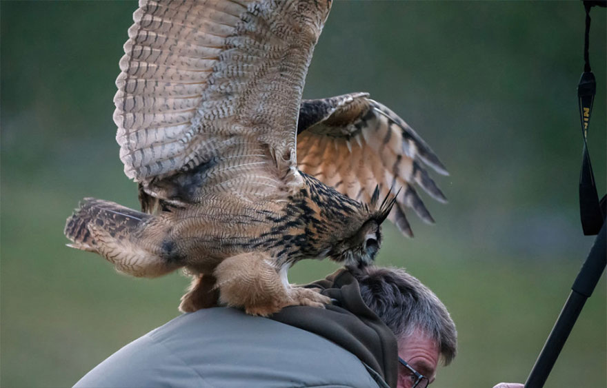 owl-lands-on-head-netherlands-noordeinde-5 owl-lands-on-head-netherlands-noordeinde-5