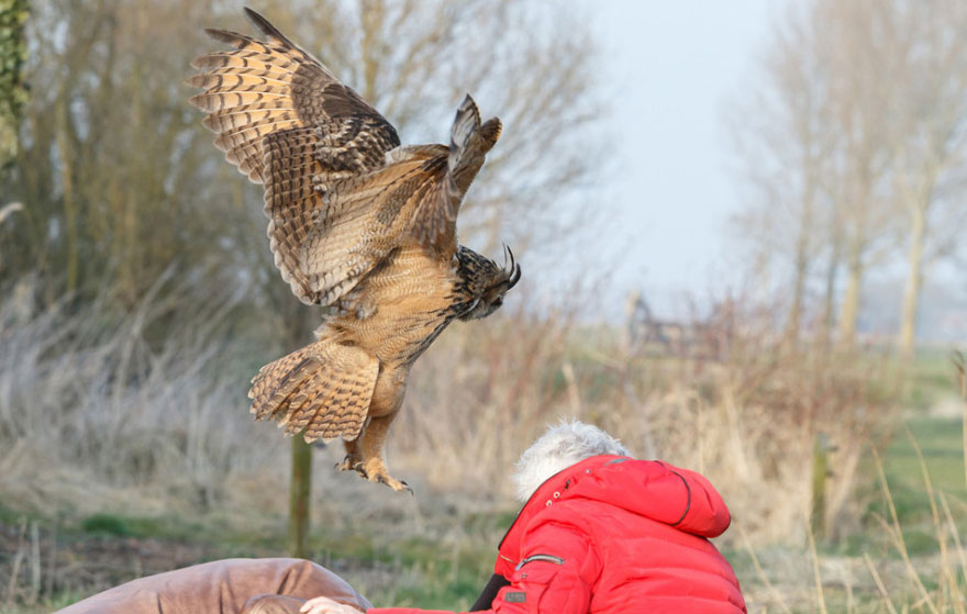 owl-lands-on-head-netherlands-noordeinde-7 owl-lands-on-head-netherlands-noordeinde-7