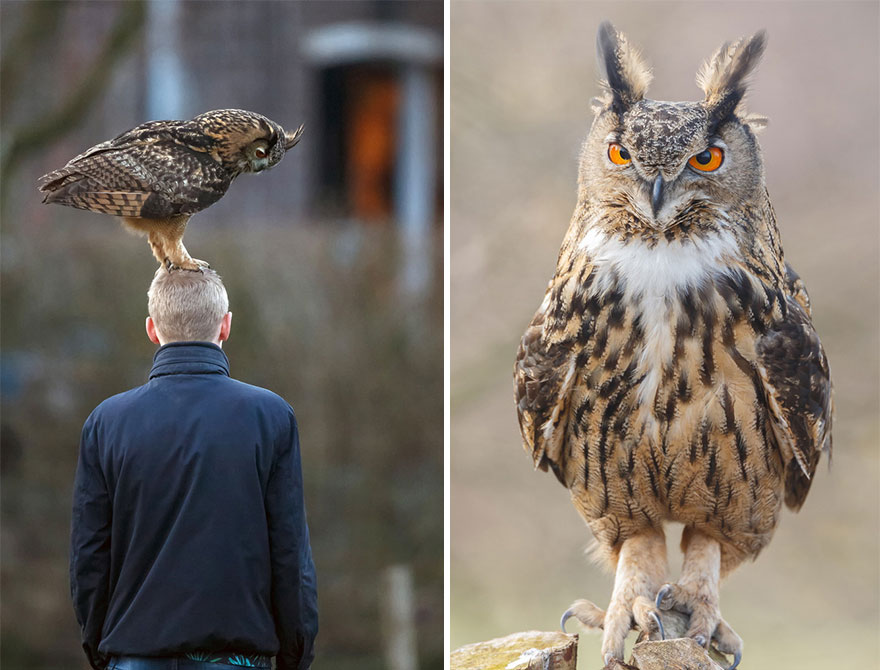 owl-lands-on-head-netherlands-noordeinde-9 owl-lands-on-head-netherlands-noordeinde-9