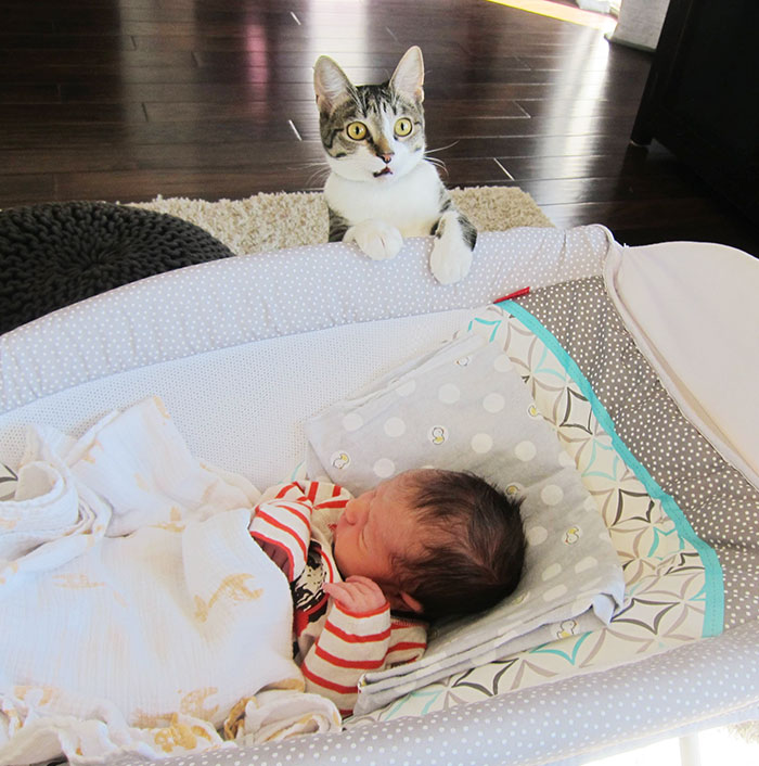Couple Forgot To Tell Their Cat They’d Just Had A Baby