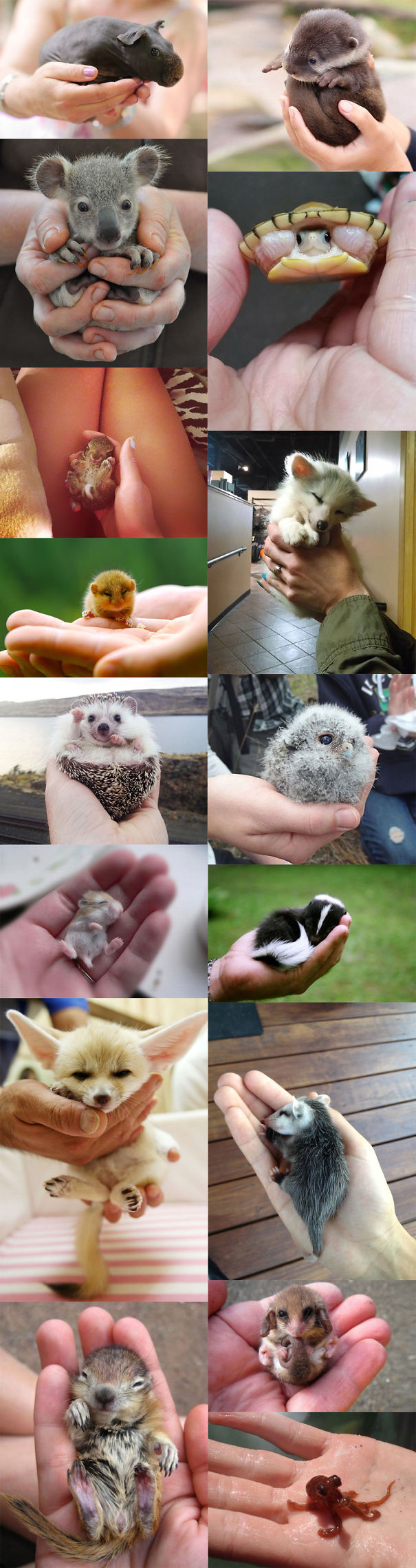 Cute Baby Animals Palms Hands