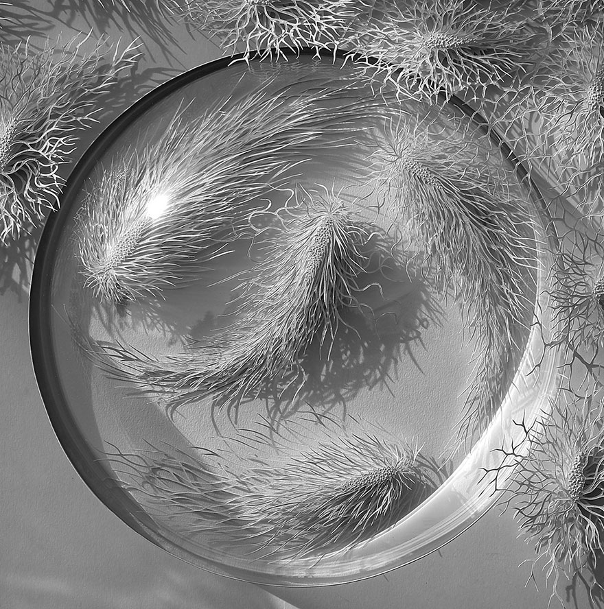 paper-cuttings-ecoli-bacteria-cut-microbe-rogan-brown-3 paper-cuttings-ecoli-bacteria-cut-microbe-rogan-brown-3