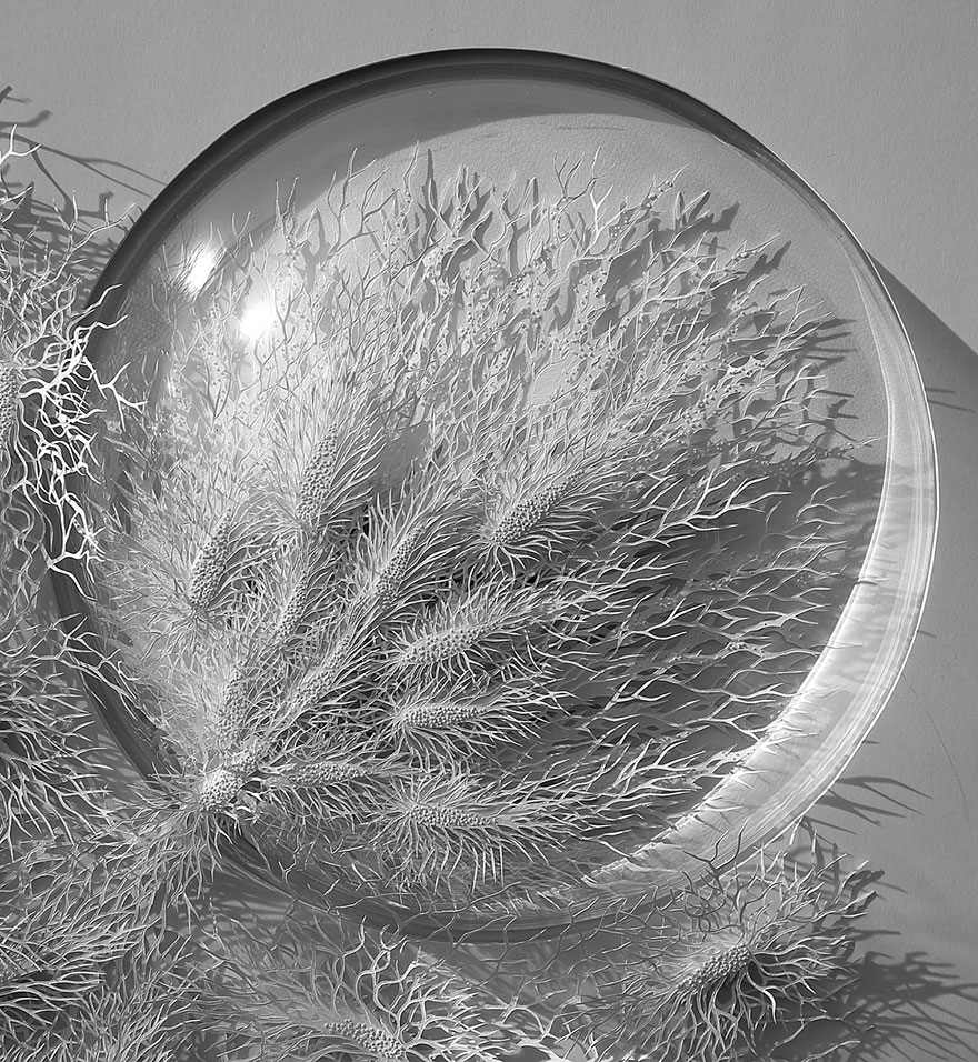 paper-cuttings-ecoli-bacteria-cut-microbe-rogan-brown-5