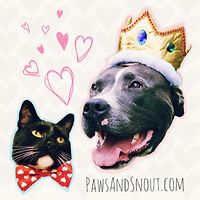 pawsandsnout avatar