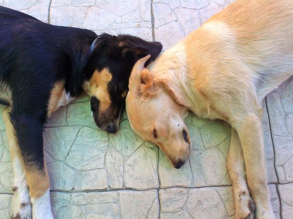 Rocky And Raisin, Brothers