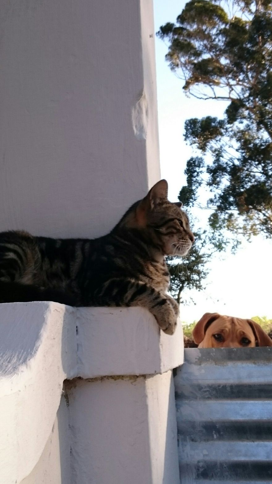 Dog Photo Bombing Cat