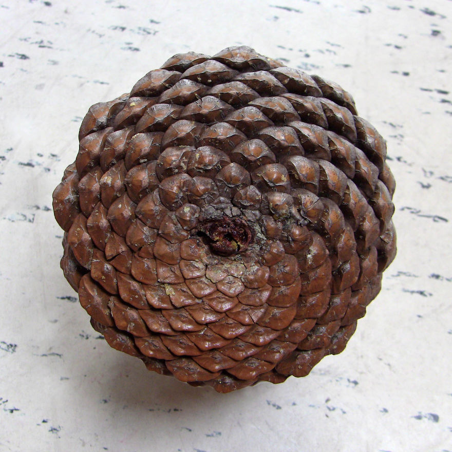 Pinecone