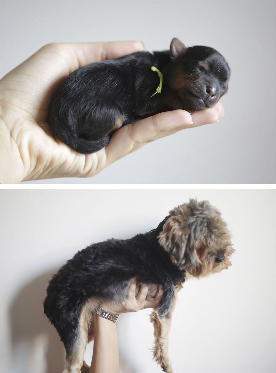 Pixel, 3 Days Old And 10 Months Old