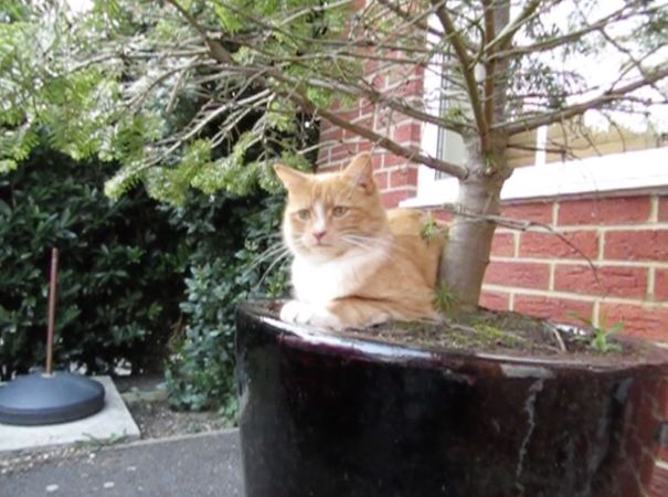 Guarding The Christmas Tree