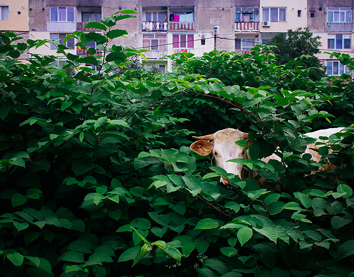 I Find Humor In The Small-Town Streets Of Romania