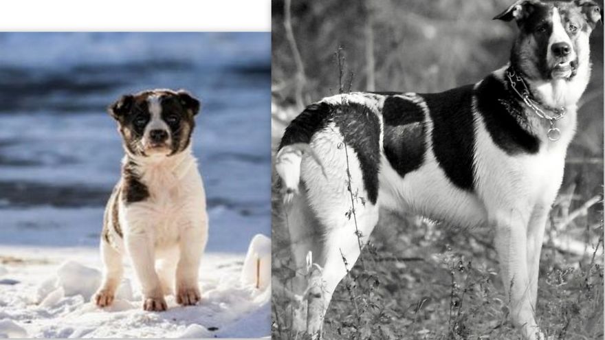 Rysiek 6 Weeks Old And 1,5 Year Old