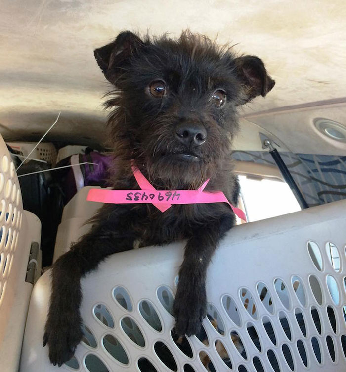 shelter-dog-airplane-transport-wings-of-rescue-yehuda-netanel-13 shelter-dog-airplane-transport-wings-of-rescue-yehuda-netanel-13