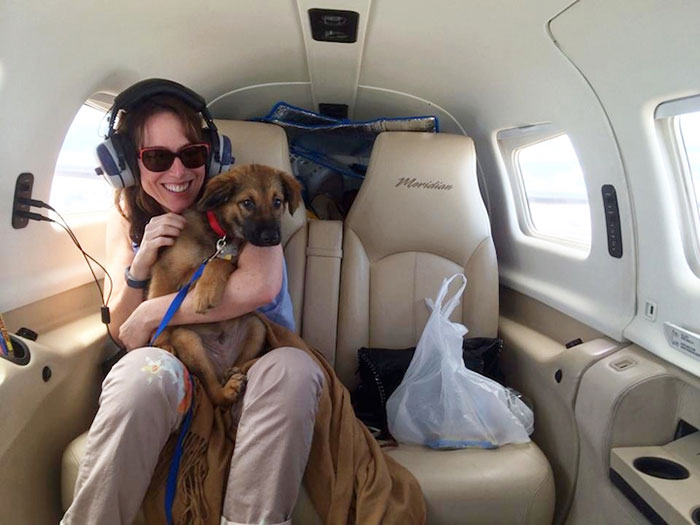 shelter-dog-airplane-transport-wings-of-rescue-yehuda-netanel-7 shelter-dog-airplane-transport-wings-of-rescue-yehuda-netanel-7