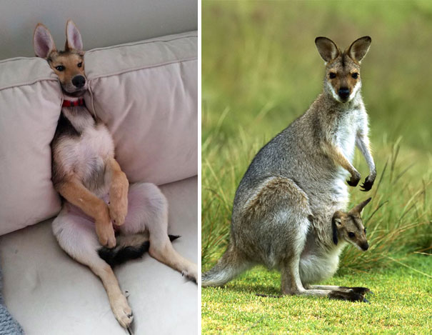 German Shepherd Or Kangaroo?
