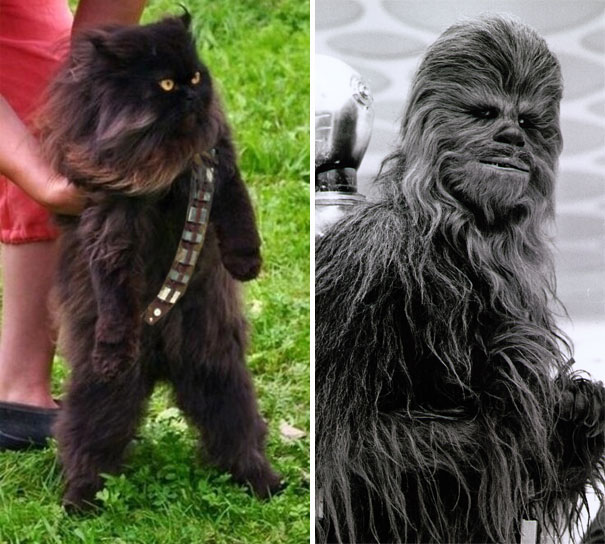 Mewbacca