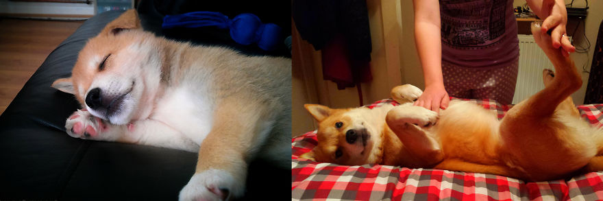 Charlie Bear At 8 Weeks And Just Under 4 Years.