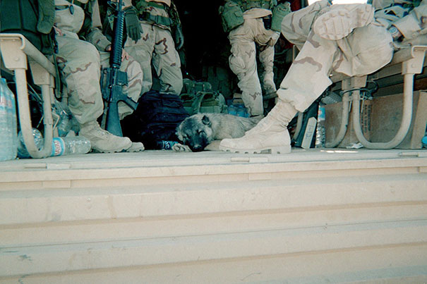 One Of The Convoy Units Used To Take The Dog With Them