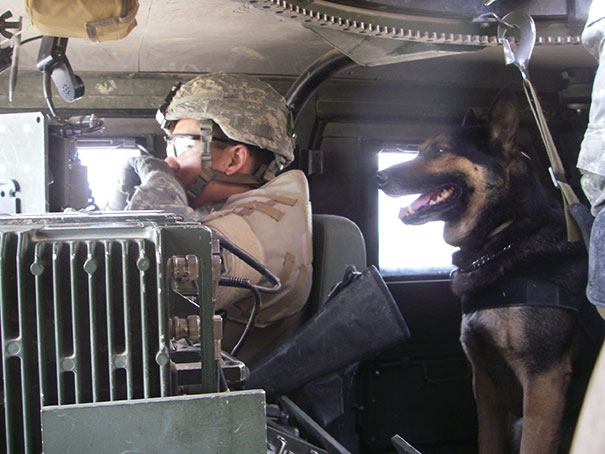 Military Working Dog