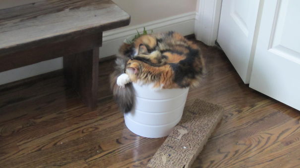 We Planted A Kitten...