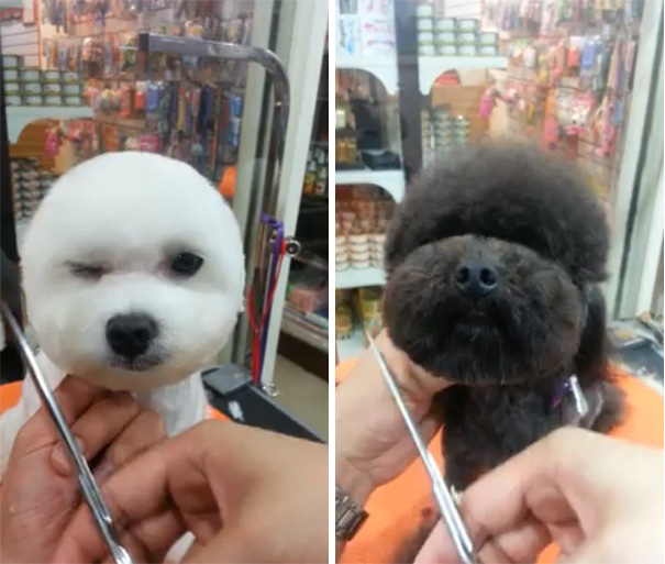 square-round-dog-haircut-taiwan-10 square-round-dog-haircut-taiwan-10