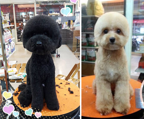square-round-dog-haircut-taiwan-11 square-round-dog-haircut-taiwan-11