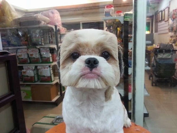 square-round-dog-haircut-taiwan-2 square-round-dog-haircut-taiwan-2