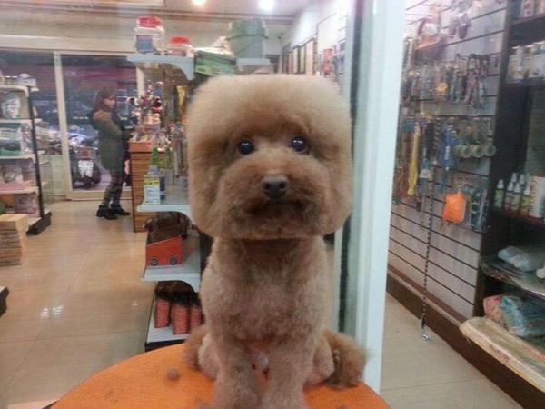 square-round-dog-haircut-taiwan-3 square-round-dog-haircut-taiwan-3