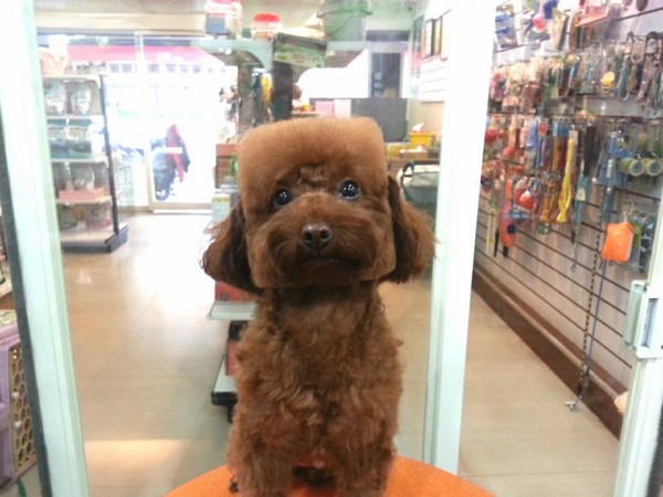 square-round-dog-haircut-taiwan-4 square-round-dog-haircut-taiwan-4