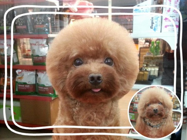 square-round-dog-haircut-taiwan-7 square-round-dog-haircut-taiwan-7